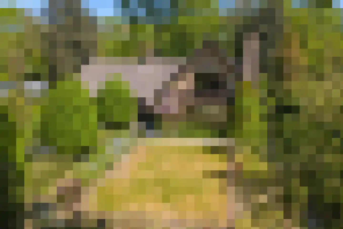 Dr. P. C. de Brouwerlaan 20 Hilvarenbeek thumbnail 48