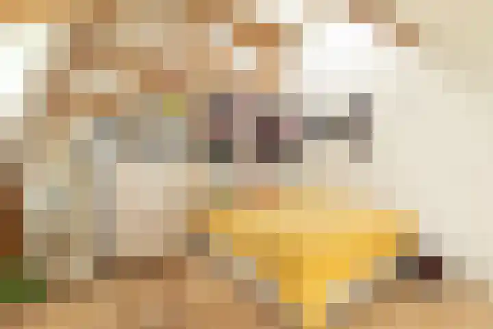 Dr. P.J.H. Cuypersplein 25 Hilversum thumbnail 20