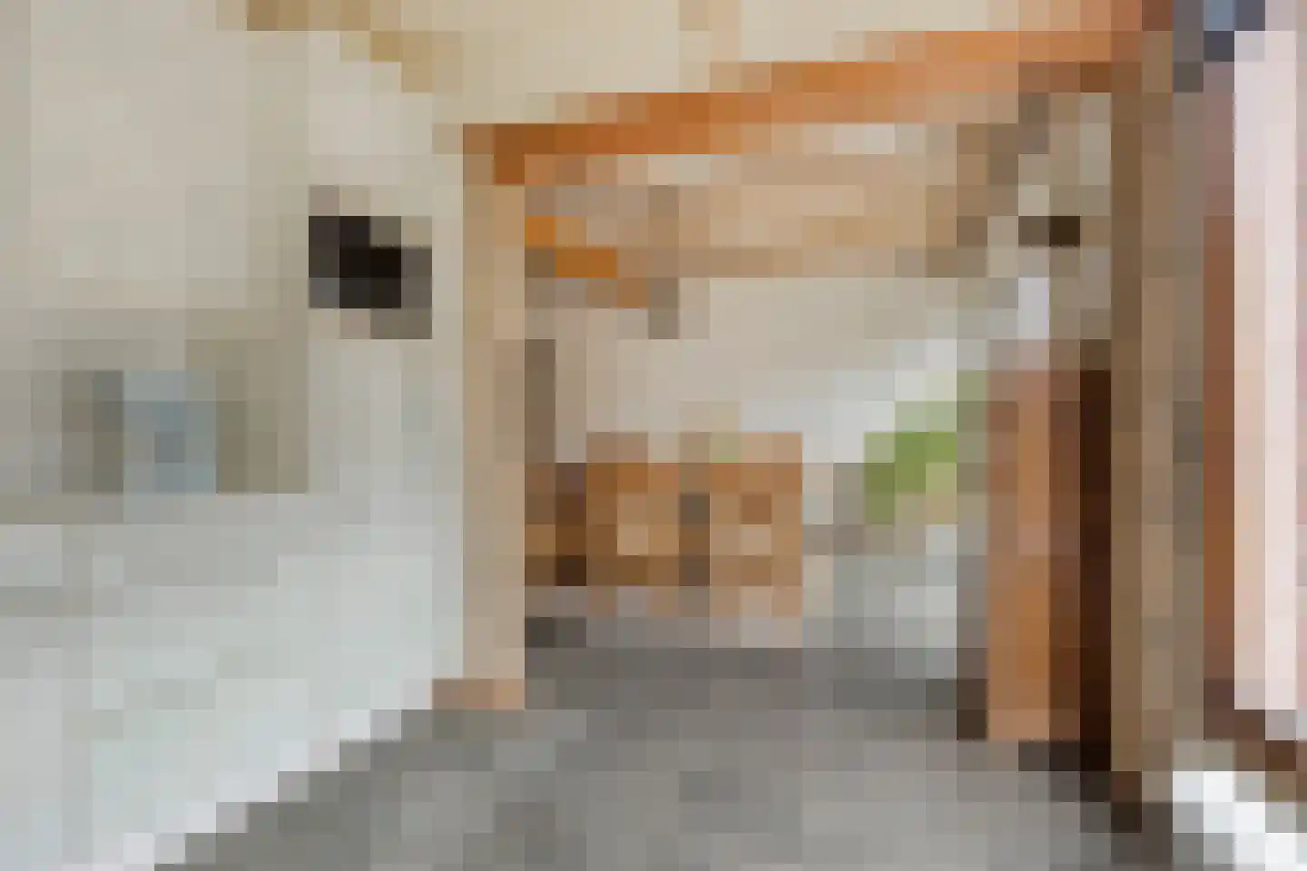 Dr. Poelsstraat 20 Venray thumbnail 19