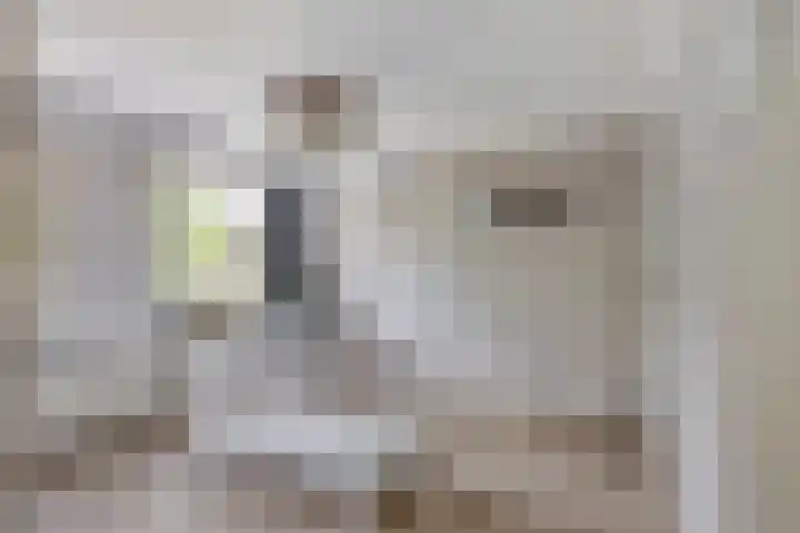 Dr. Poelsstraat 35 's-Hertogenbosch thumbnail 16