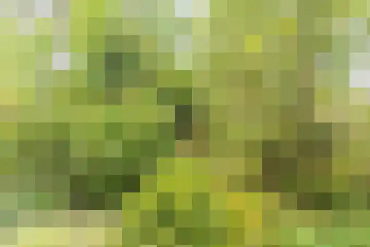 Dr. s'Jacoblaan 32 Zeist thumbnail 12