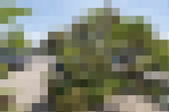 dr. Schaepmanlaan 59 Bussum thumbnail 36