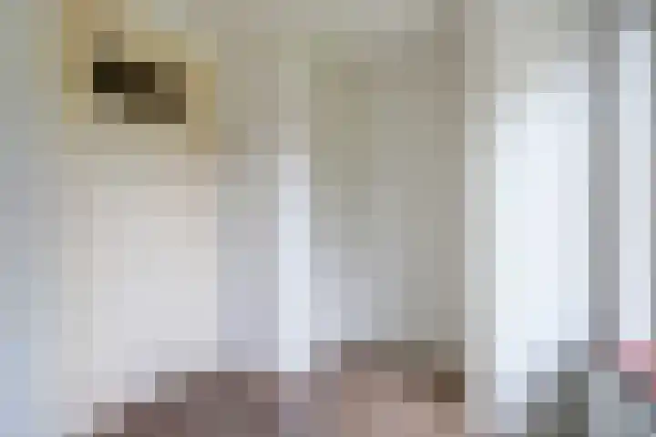 Dr. Schaepmanstraat 21 's-Hertogenbosch thumbnail 20