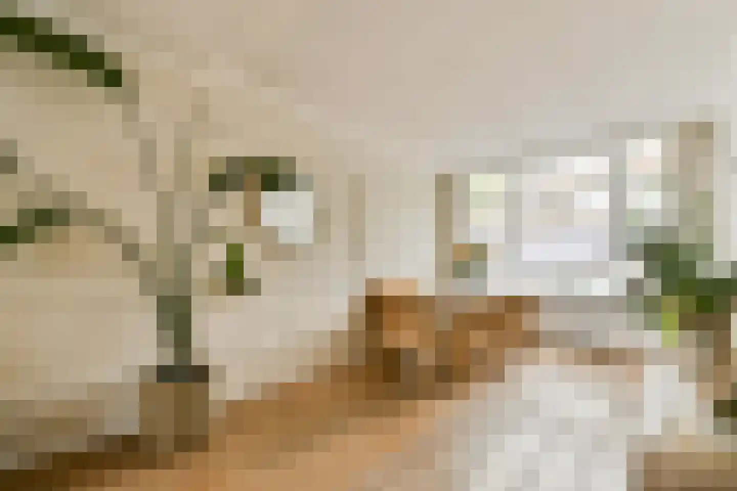 Dr. Schaepmanstraat 52 Haarlem thumbnail 4