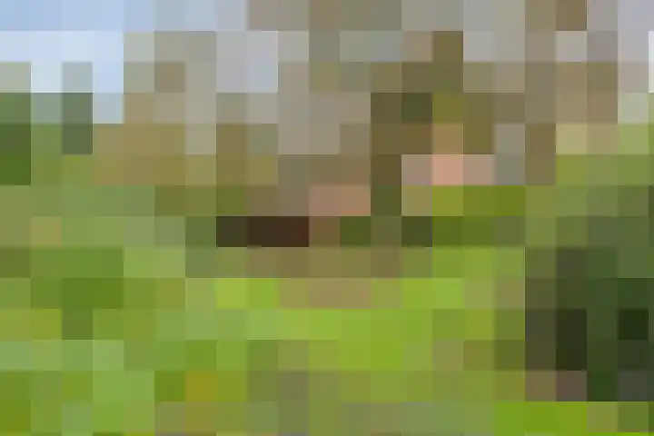 Dr. ten Bokkel Huininkweg 9 Lochem thumbnail 45