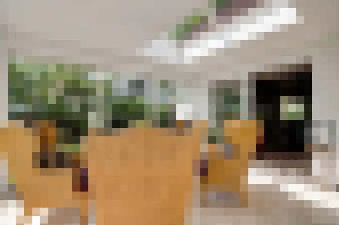 Dr. van de Meerendonkstraat 17 Horst thumbnail 19
