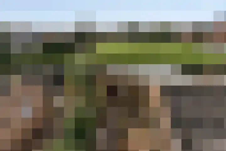 Dr vd Broekstraat 18 Cuijk thumbnail 36