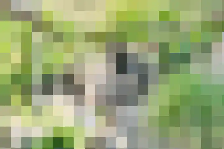 Dr.W.Dreeslaan 10 Goes thumbnail 52