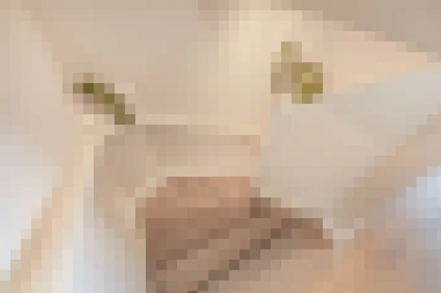 Dr. W. Portheinestraat 9 Velp thumbnail 22