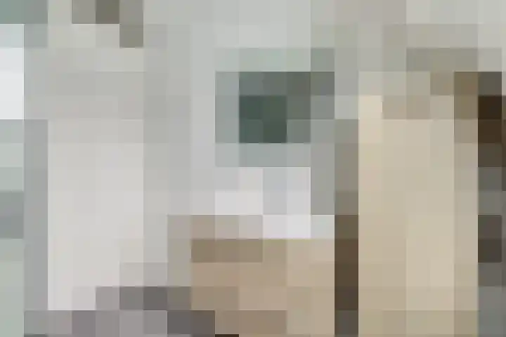 Draagmuur 74 Houten thumbnail 31