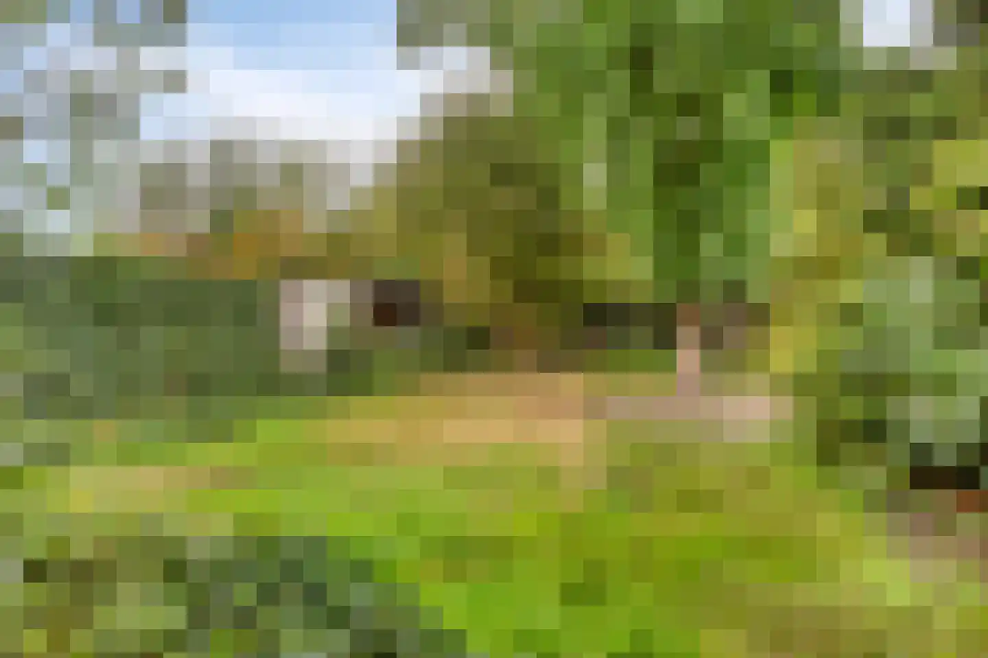 Draaiboom 14 Lage Mierde thumbnail 31