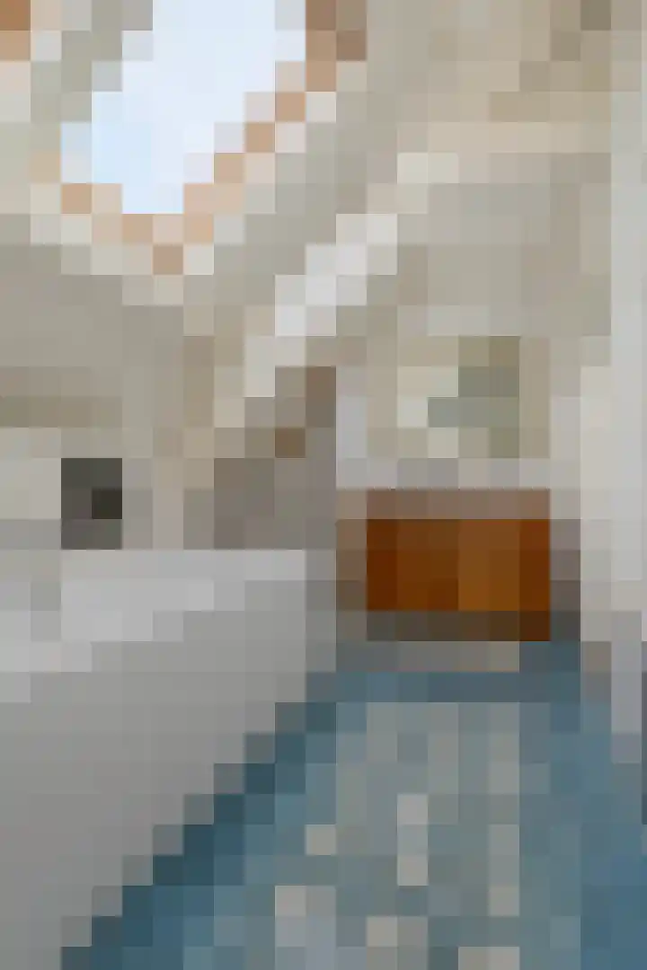 Draaiboom 15 Lage Mierde thumbnail 27