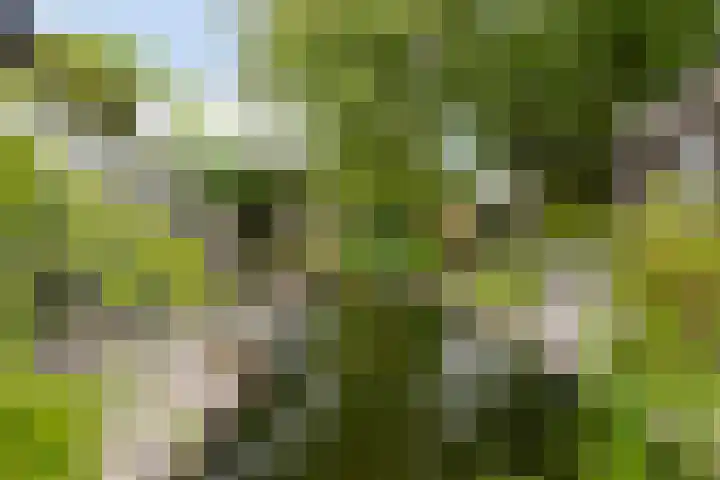 Draaiboom 15 Lage Mierde thumbnail 32