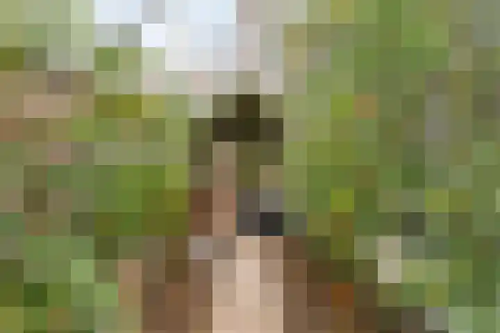 Draaiboom 15 Lage Mierde thumbnail 33