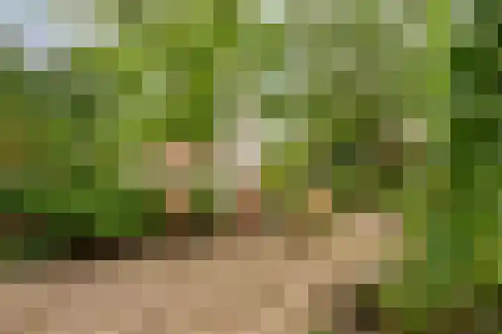 Draaiboom 15 Lage Mierde thumbnail 35