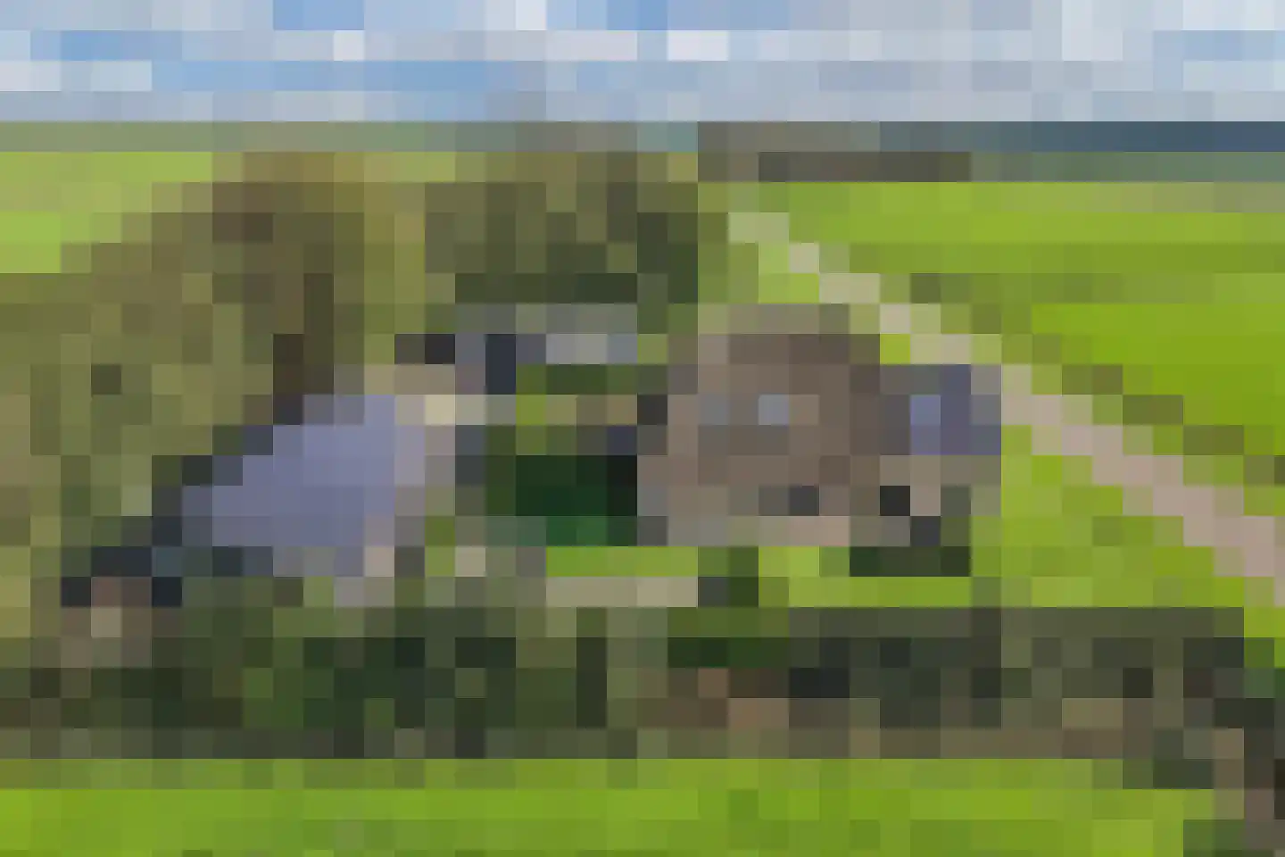 Drachtster Heawei 96 De Wilgen thumbnail 64
