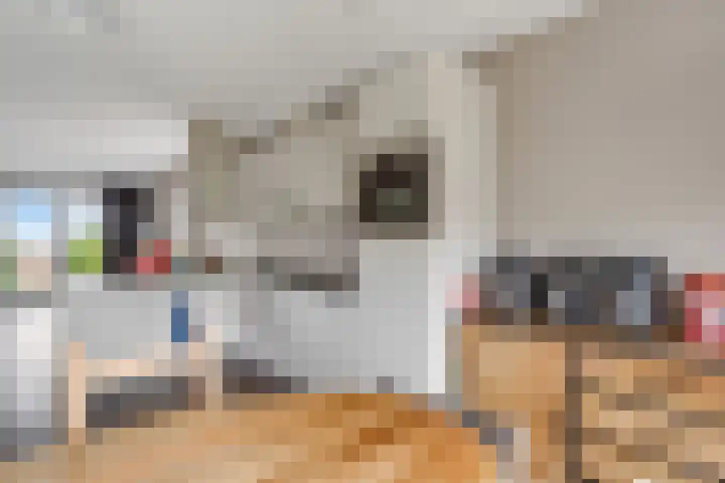 Drapeniersgilde 121 Hasselt thumbnail 15