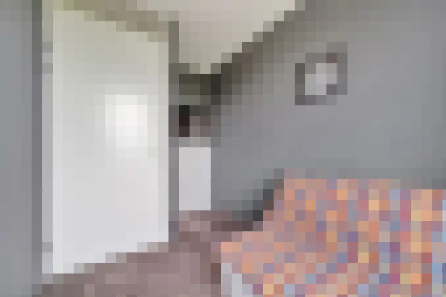Drapeniersgilde 121 Hasselt thumbnail 24