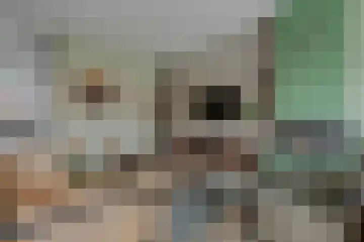 Drapeniersgilde 18 Hasselt thumbnail 14