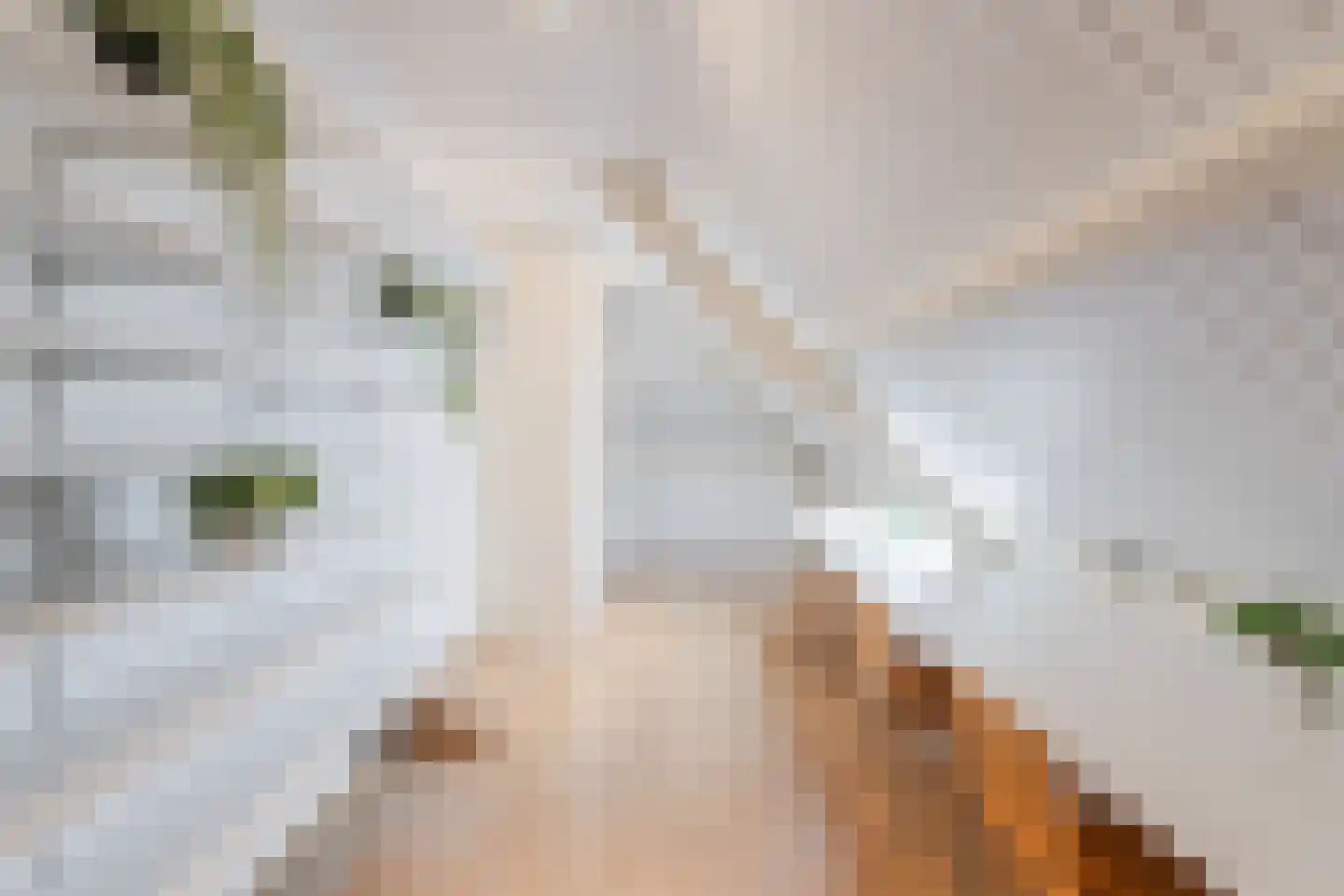 Drapeniersgilde 27 Hasselt thumbnail 13