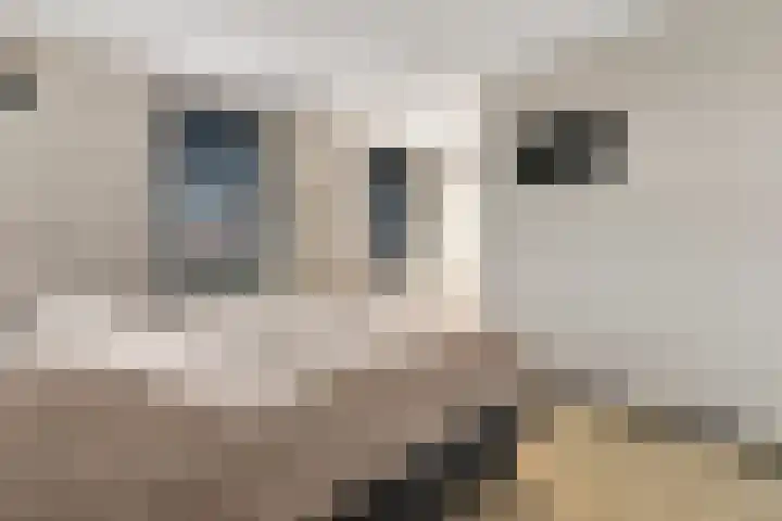 Drapeniersgilde 52 Hasselt thumbnail 18