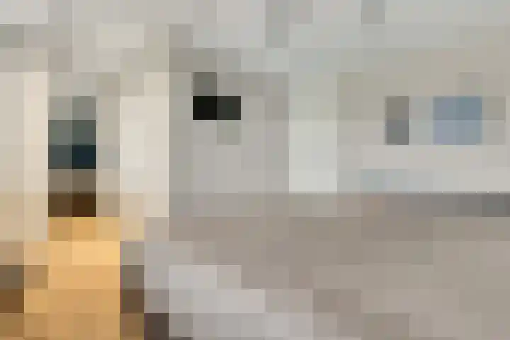 Drapeniersgilde 52 Hasselt thumbnail 19