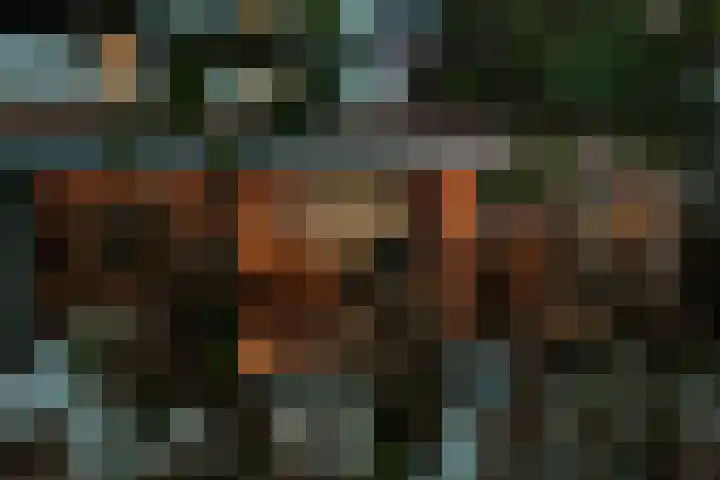Drapeniersgilde 52 Hasselt thumbnail 39