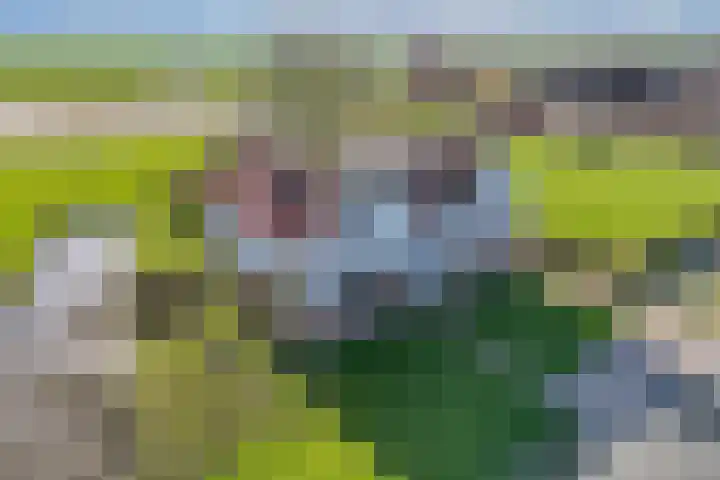 Draversdyk 9 Rien thumbnail 6