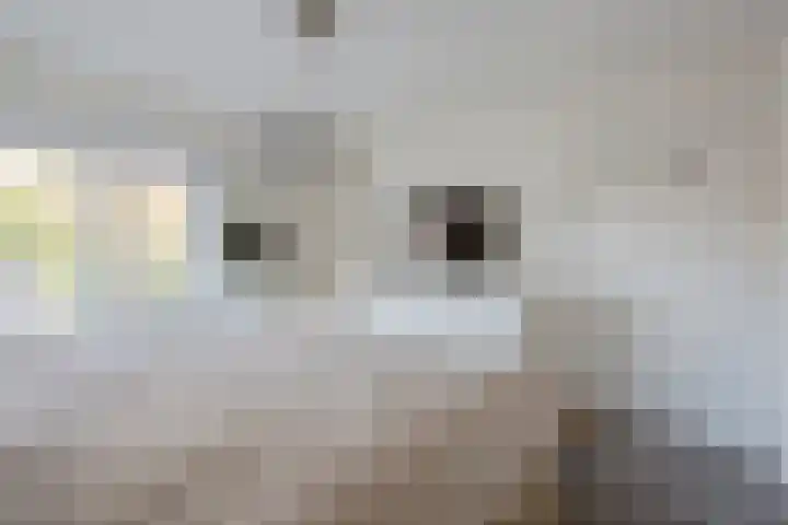 Dravikstraat 8 Geldrop thumbnail 42