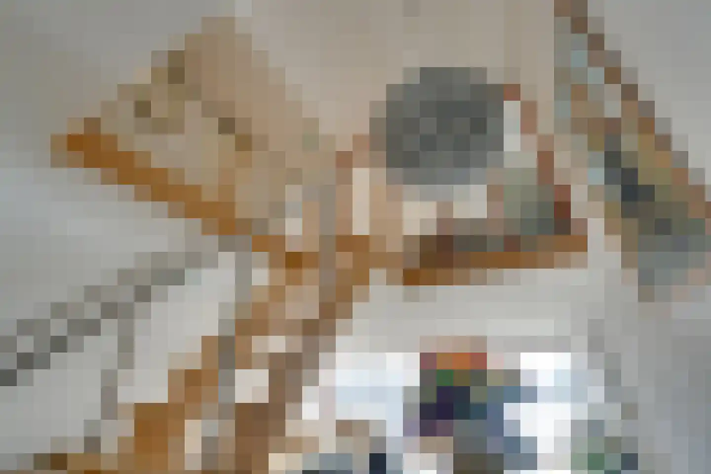 Photo d'équipe de Drechtse makelaars