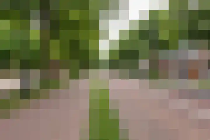 Dreef 2 0024 Haarlem thumbnail 25