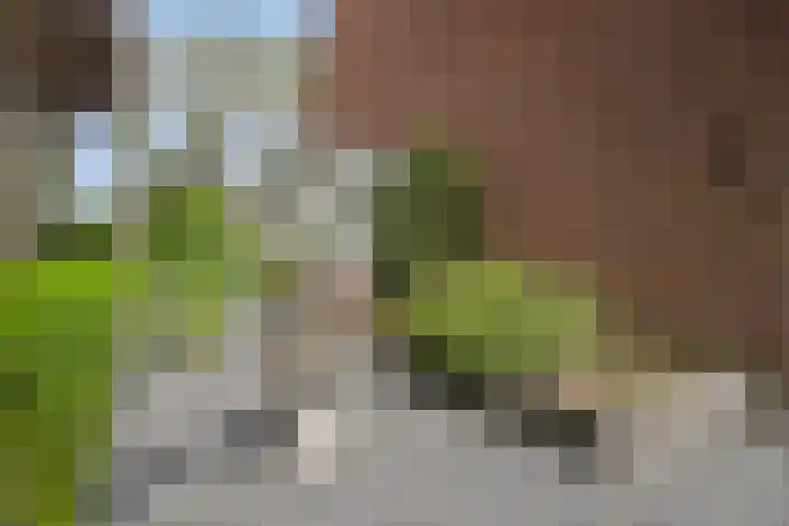 Dreef 200 Leersum thumbnail 42