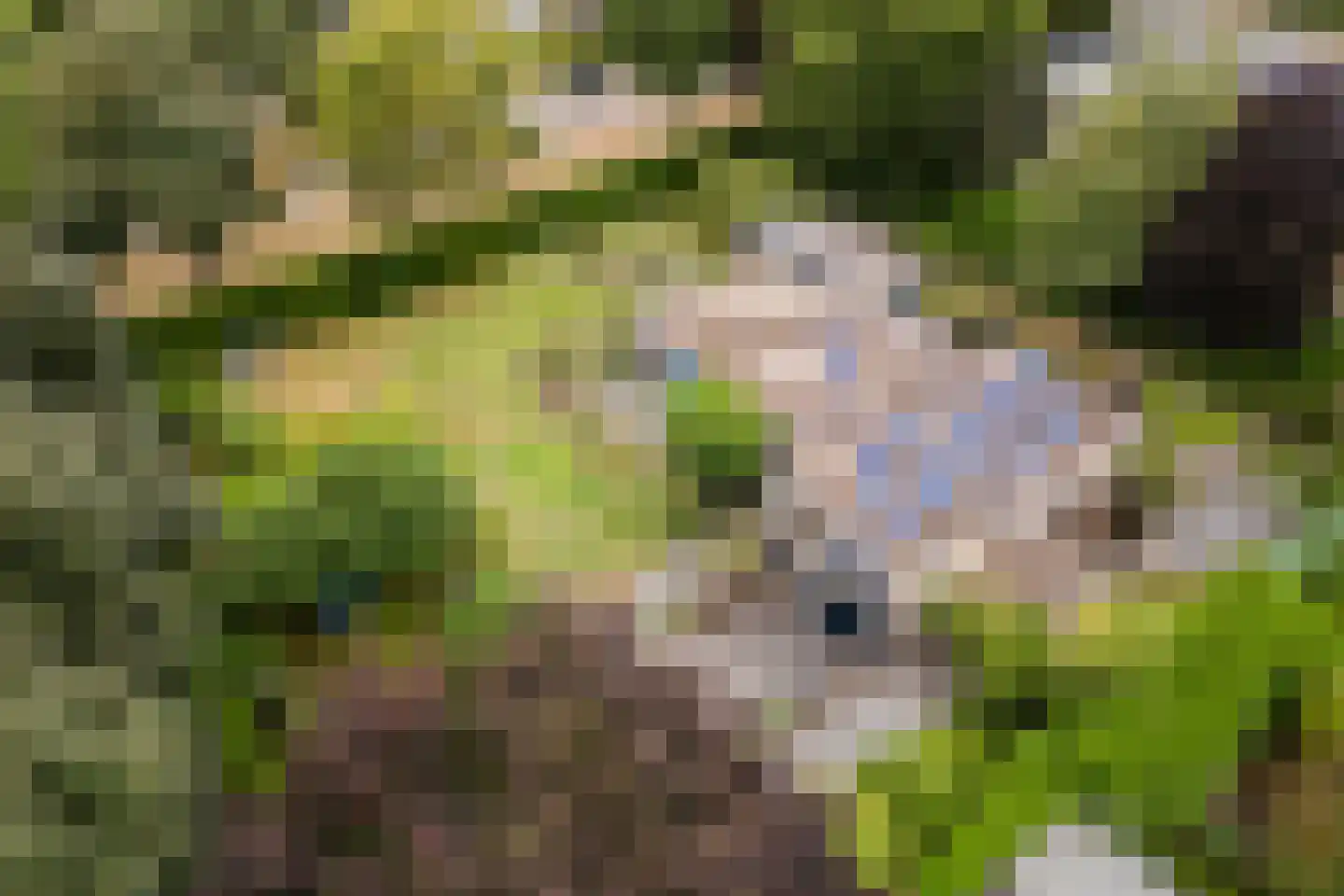 Dreef 26 Eersel thumbnail 60