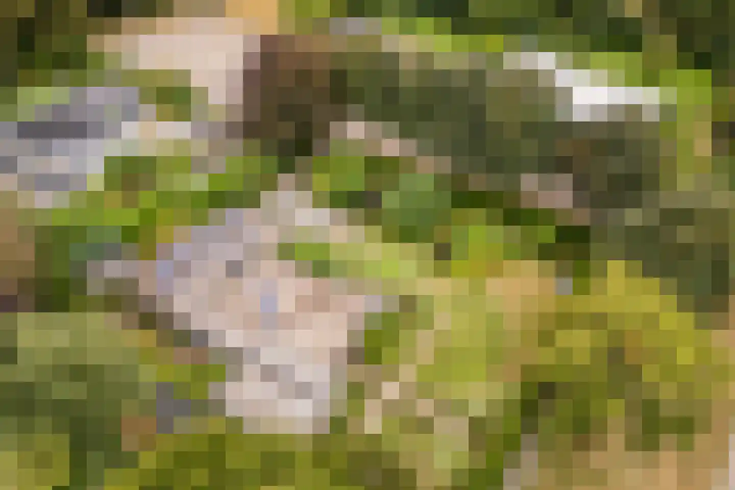Dreef 26 Eersel thumbnail 61