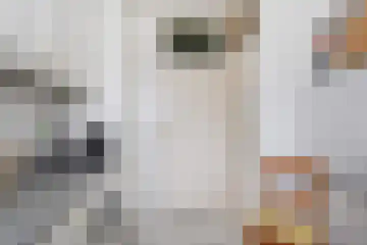 Dreef 60 Gouda thumbnail 18