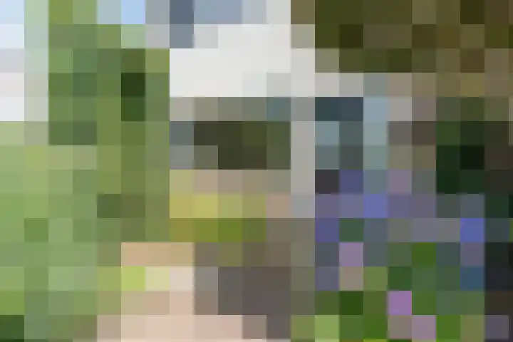 Dreef 62 Vroomshoop thumbnail 36