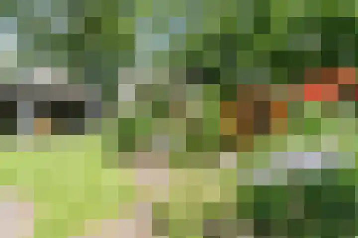 Dreef 62 Vroomshoop thumbnail 4