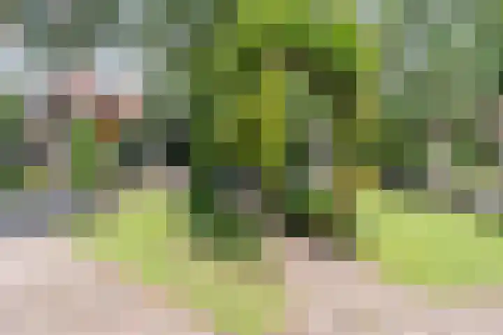 Dreef 62 Vroomshoop thumbnail 42