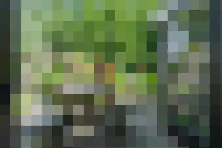 Dreef 62 Vroomshoop thumbnail 46
