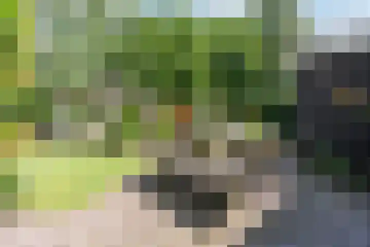 Dreef 62 Vroomshoop thumbnail 47