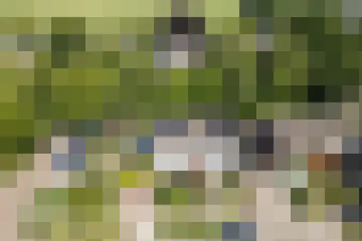 Dreef 62 Vroomshoop thumbnail 55