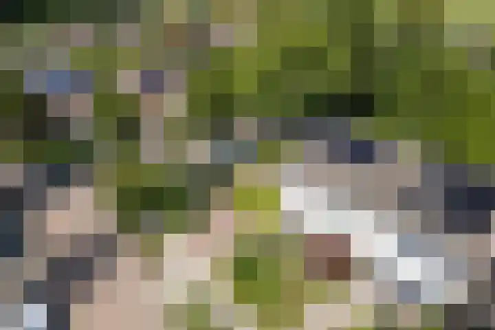 Dreef 62 Vroomshoop thumbnail 58