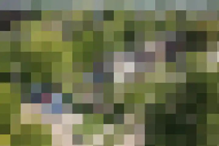 Dreef 62 Vroomshoop thumbnail 59