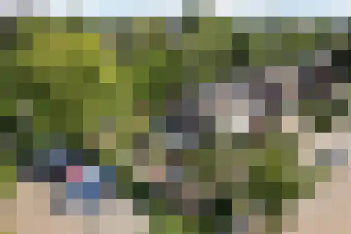 Dreef 62 Vroomshoop thumbnail 60