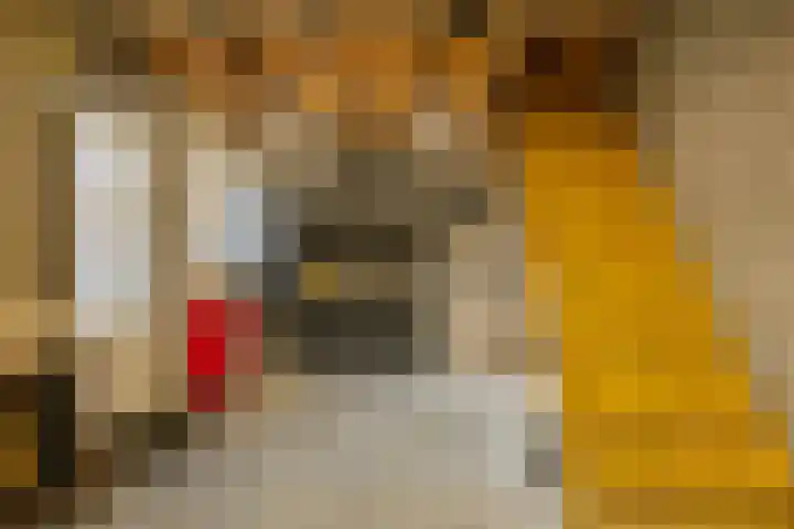 Dreef 72 Veldhoven thumbnail 40