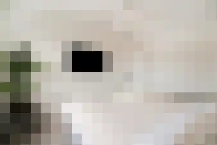 Dreef 8 Didam thumbnail 29