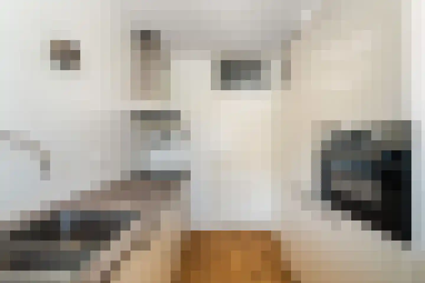 Dreef 8 Gouda thumbnail 23