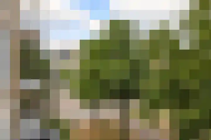 Dreef 86 Vroomshoop thumbnail 28