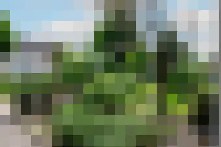 Drentelaan 26 Son en Breugel thumbnail 25