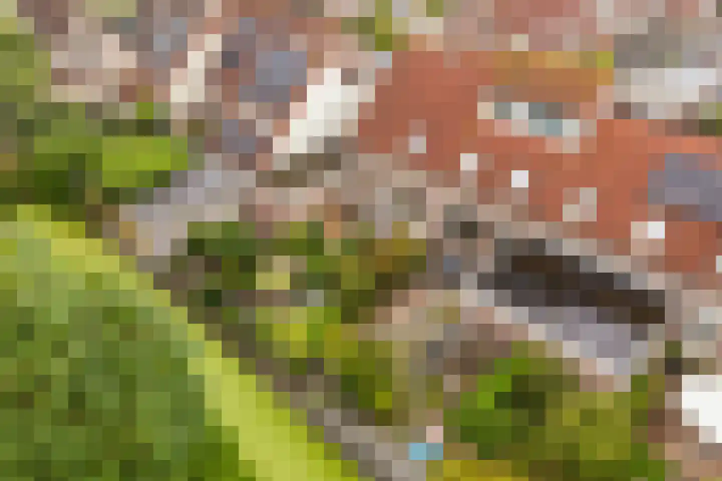 Dres 19 Stompetoren foto 2